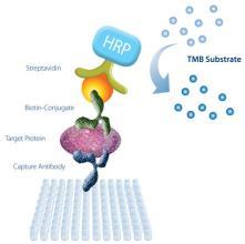 揭秘人肽-主要組織相容性復(fù)合體復(fù)合物（pMHC）ELISA試劑盒在組織研究中的應(yīng)用